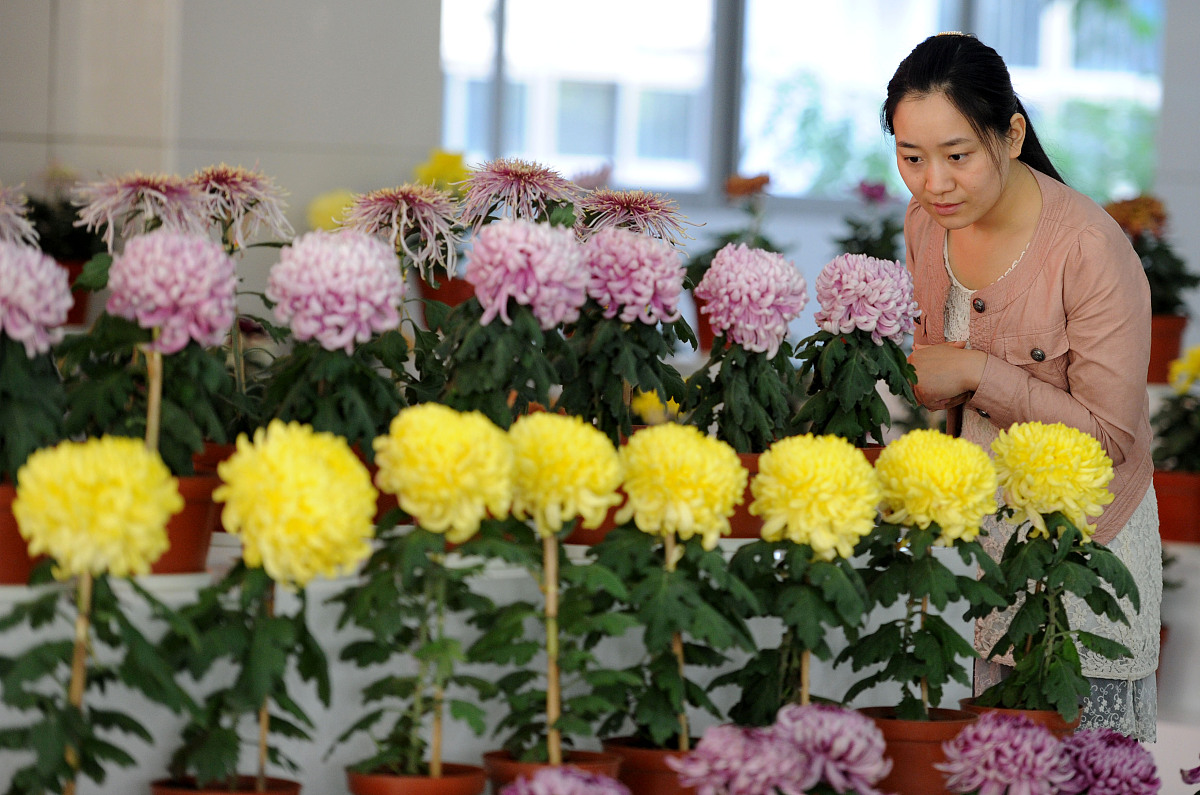 ***_***2012年10月18日,南京,一名女生在观赏菊花.+++_+++南京农业大