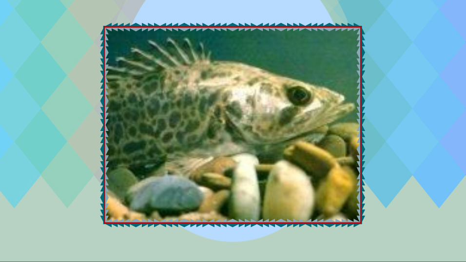 斑鳜:鮨科、鳜属鱼类