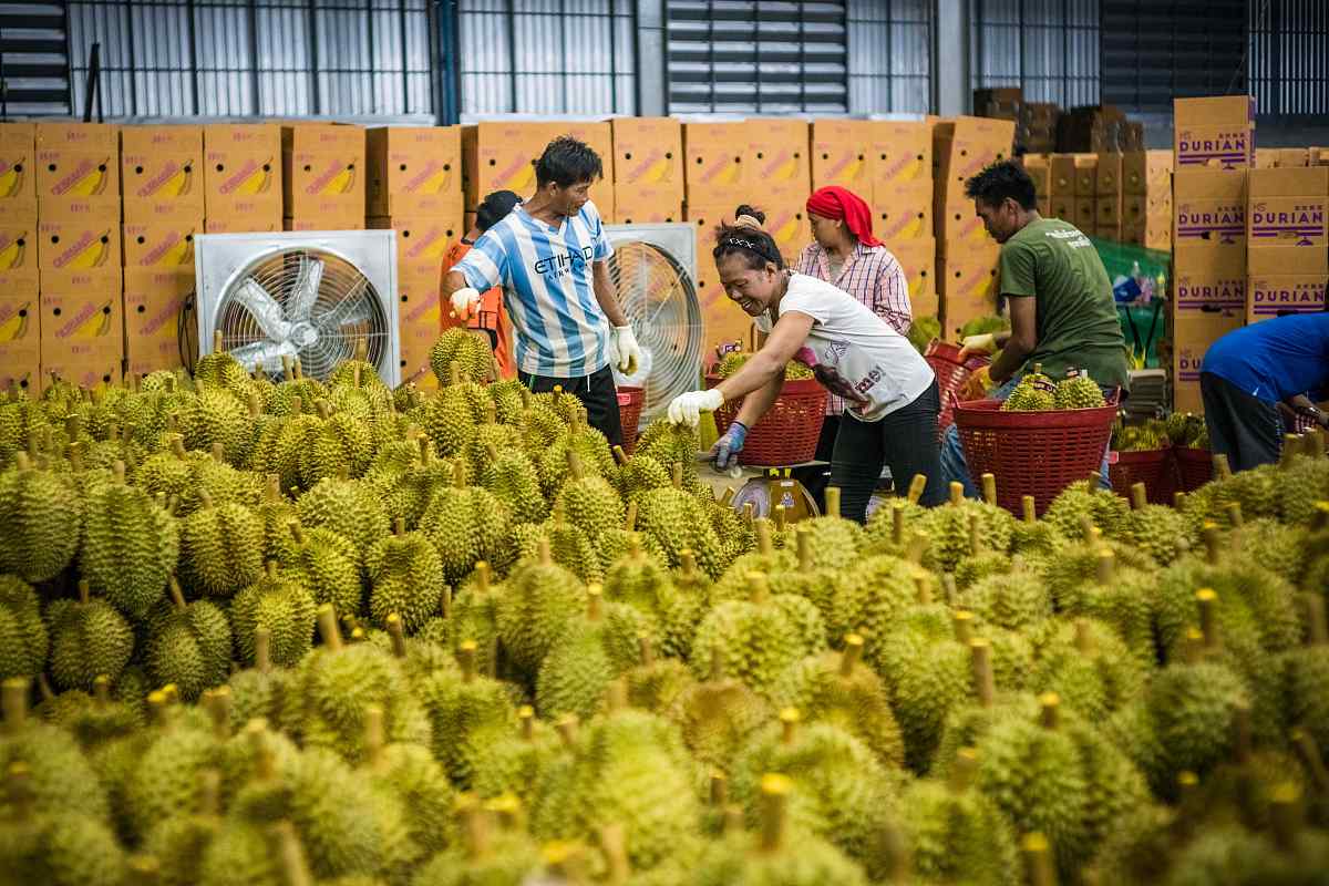 2018年4月20日,泰国.***_***1分钟抢光天猫上8万个泰国金枕头榴莲!几