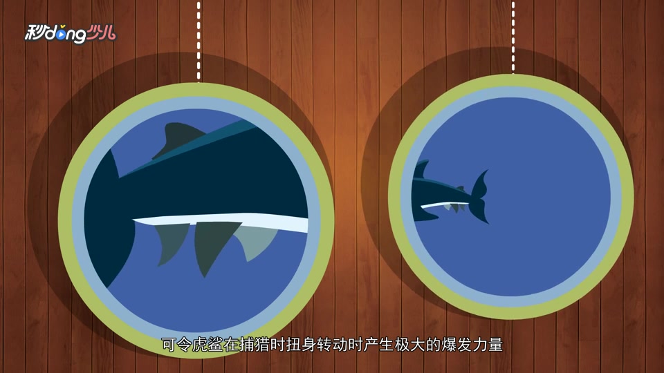 鲨鱼的尾巴作用强大