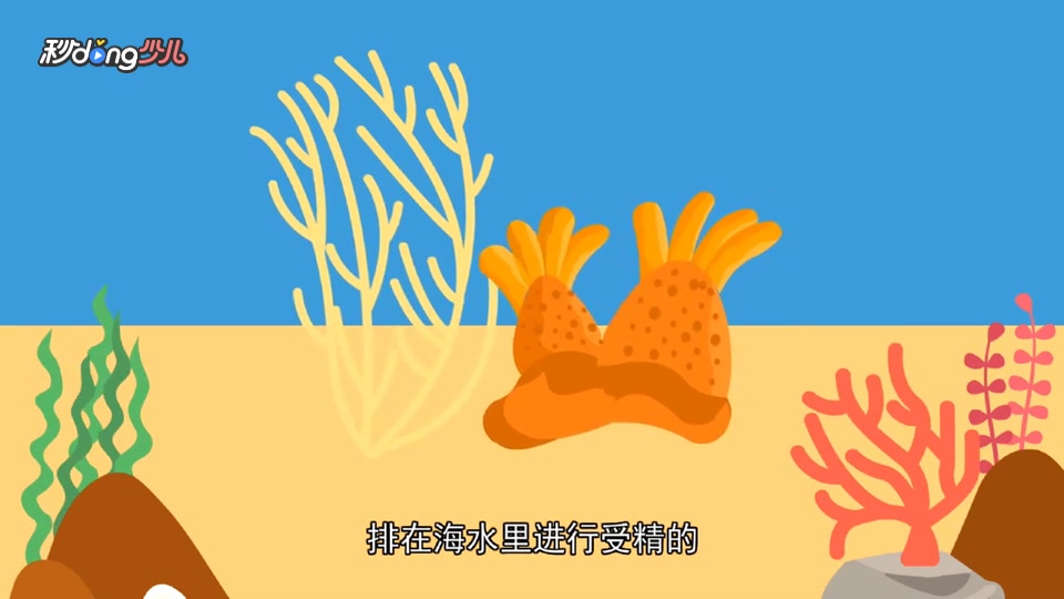 [图]海葵怎样繁殖