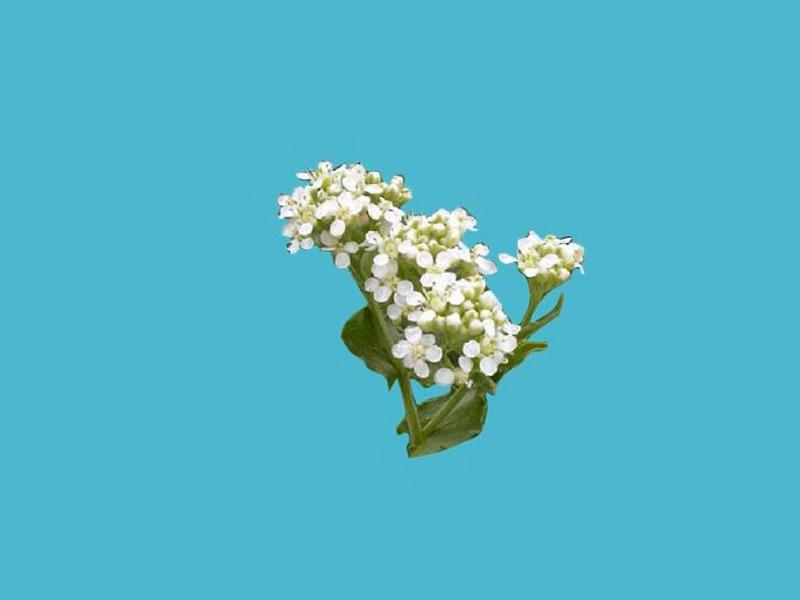 「秒懂百科」原来英菜长这样