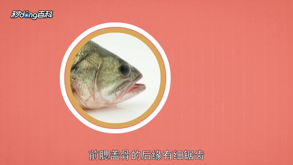 原来鲈鱼长这样