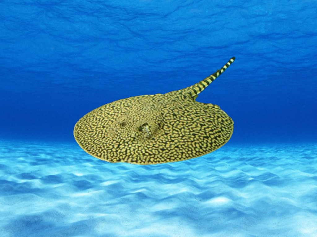 原来帝王老虎魟长这样