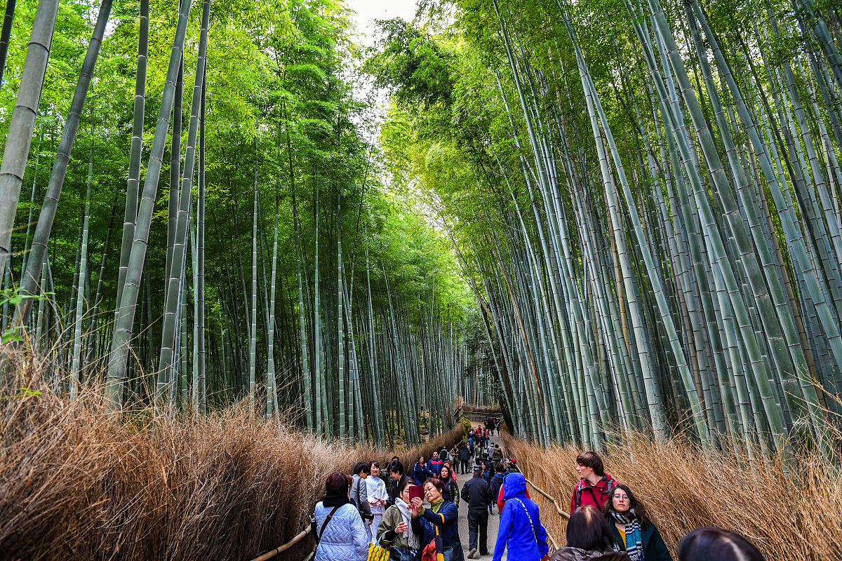 2019年11月22日,日本京都,位于天龙寺一侧的岚山竹林,这段只有几百米