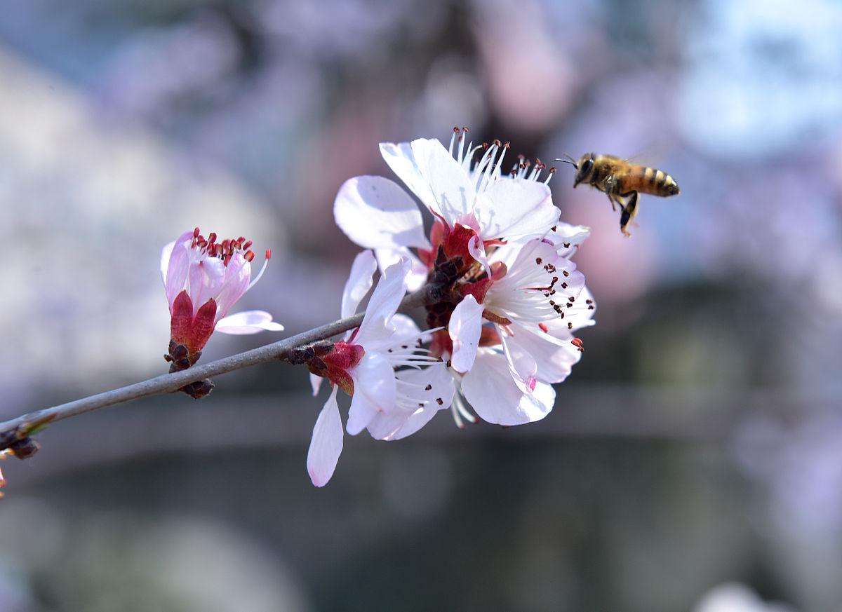 石家庄计算机学校推荐：2023年值得选择的学校