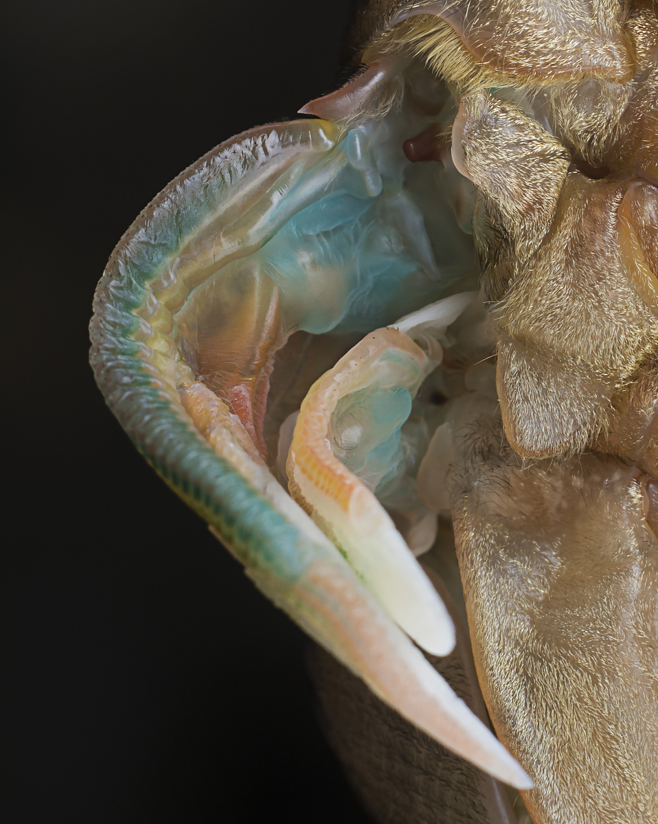 摘抄昆虫记中的长好段并仿写