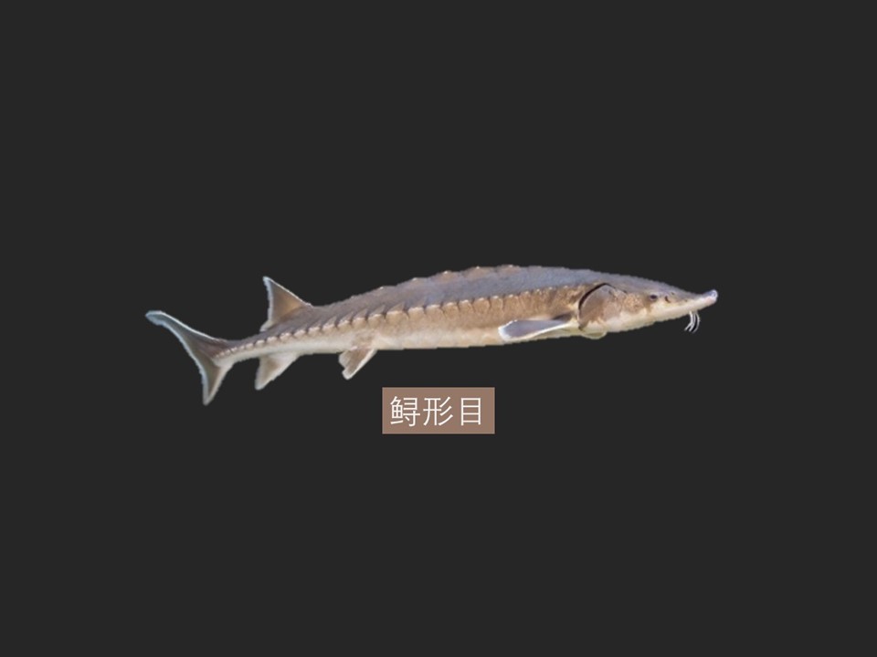 欧洲鳇:是世界上现存体型最大的淡水鱼类之一