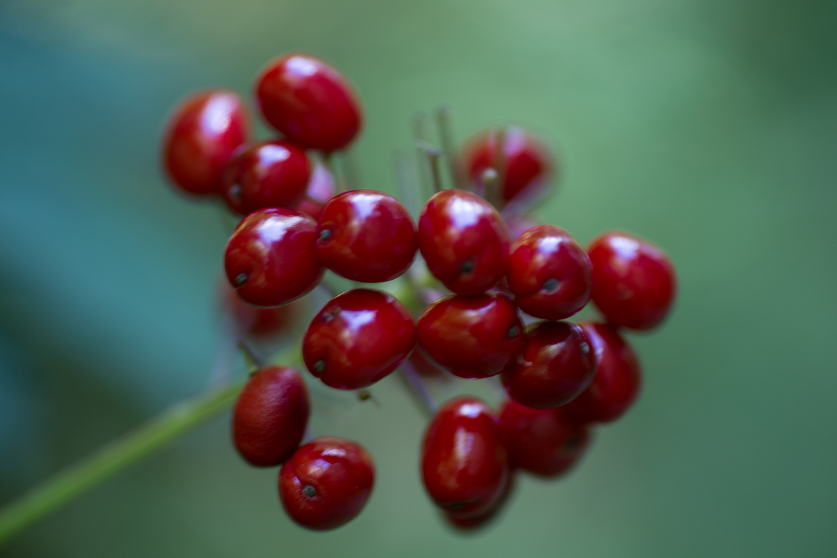 red berries