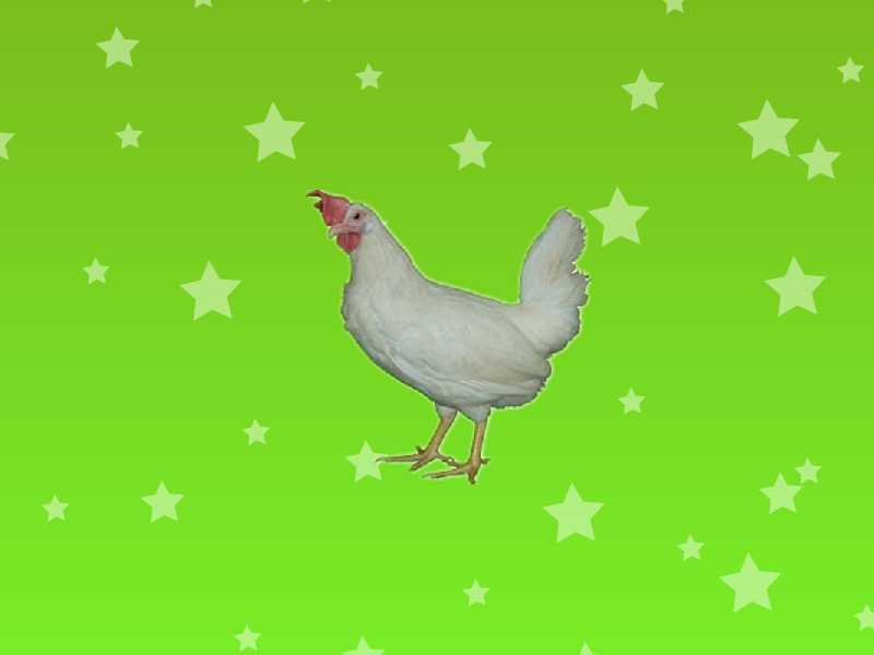 白来航鸡:世界甚广的著名蛋用型品种