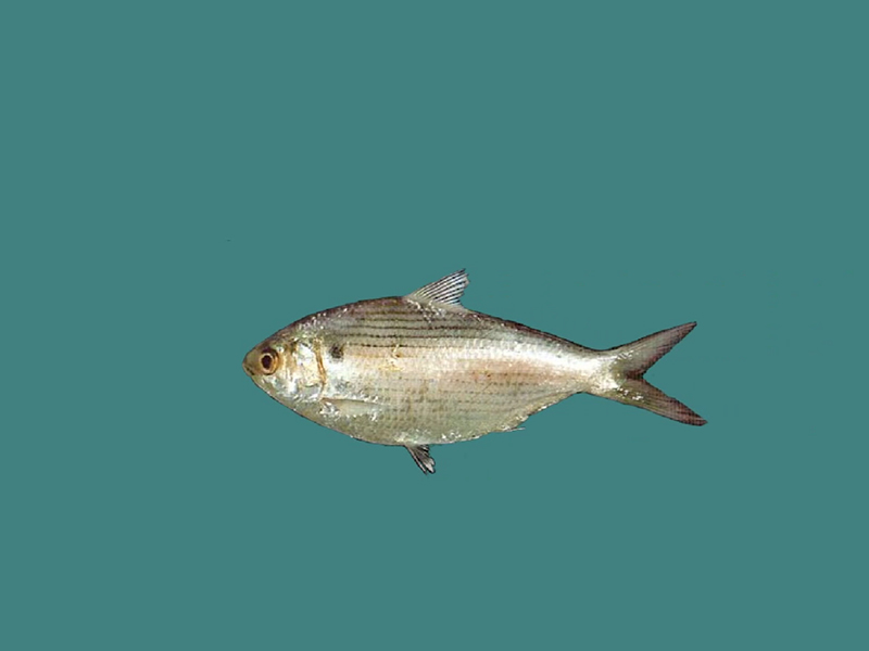 盾齿鰶:又称花鰶俗名扁海鲫仔