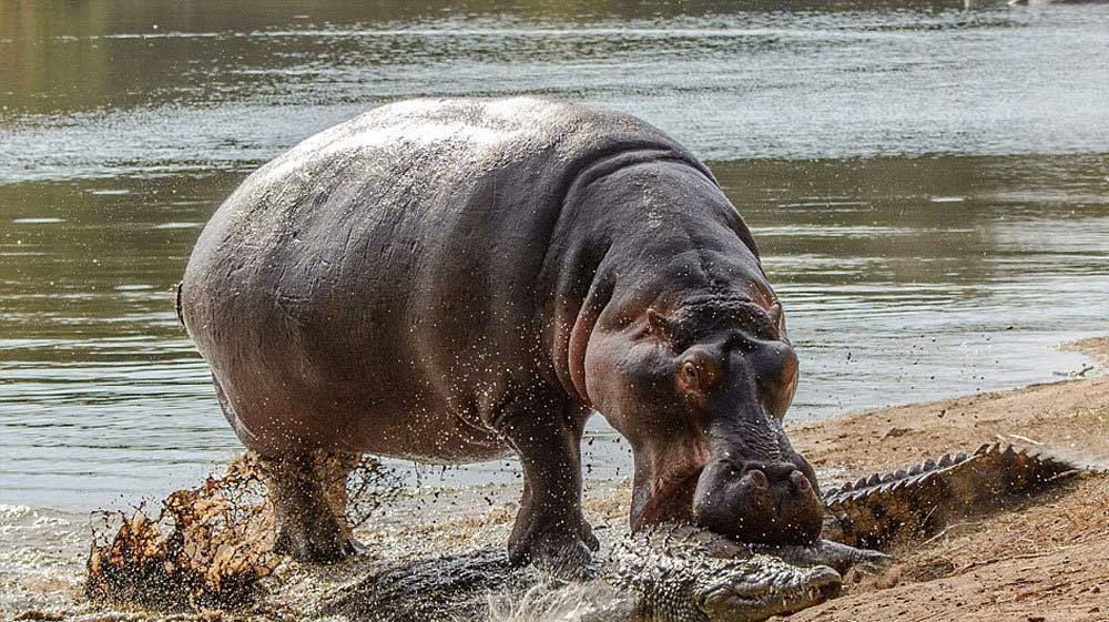 鳄鱼到底是不是河马的对手?河马咬住鳄鱼,大战一触即发
