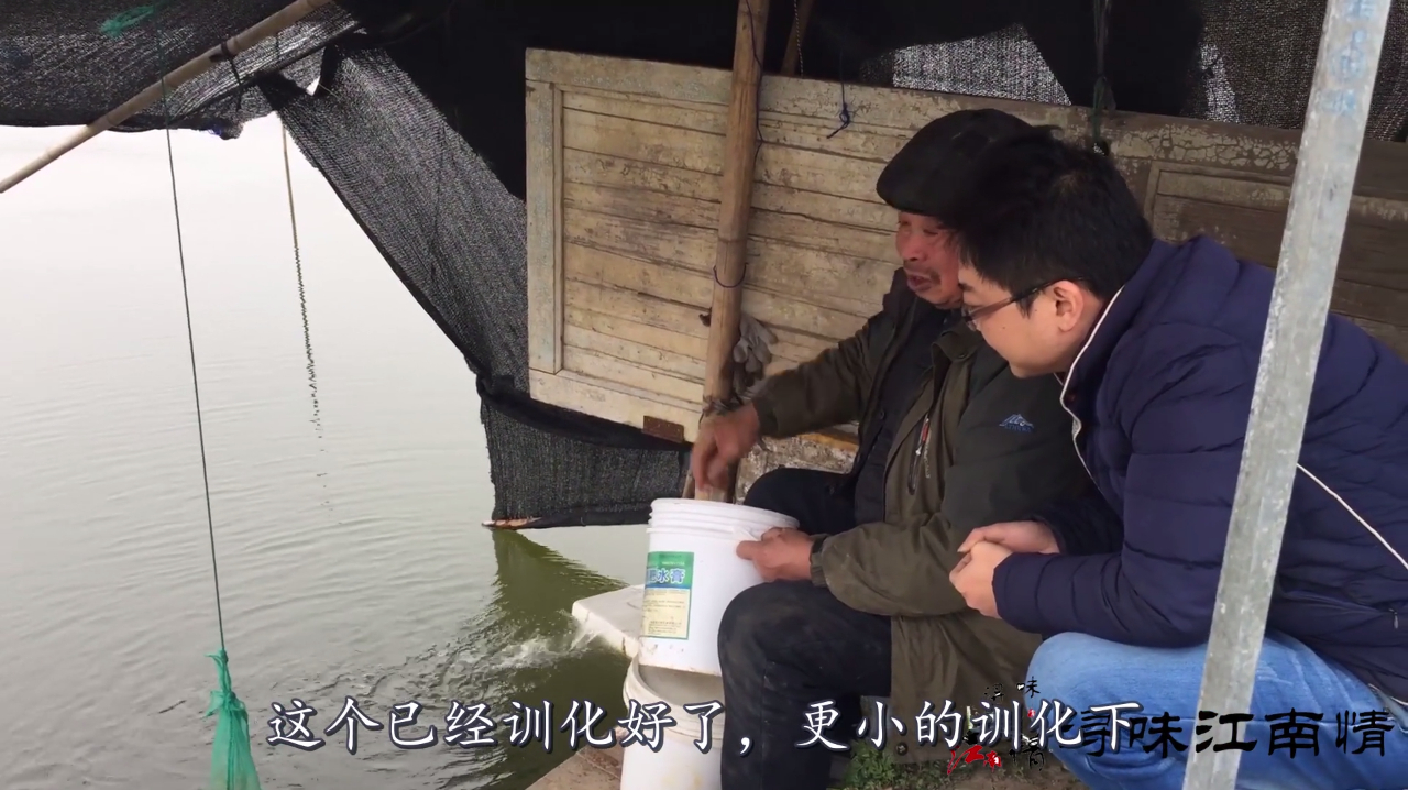 农村养的什么鱼,真的长知识了,吃食还要专人喂养,别人喂不吃