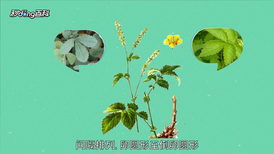 「秒懂百科」原来龙牙菜长这样