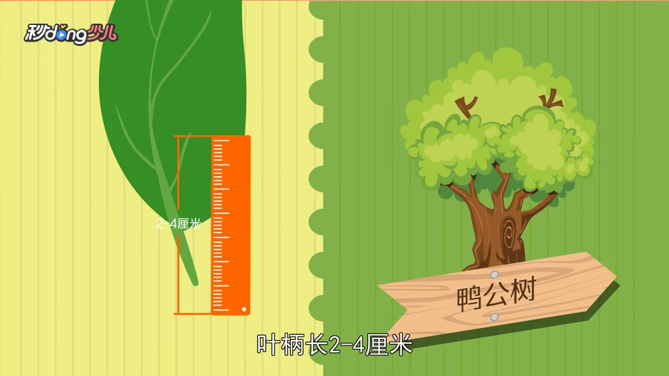 「秒懂少儿」新木姜子和鸭公树的区别