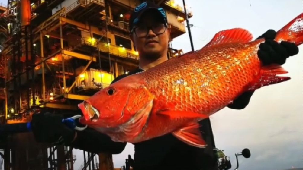 南海油田钓鱼,野钓名贵红友鱼,钓获一条20多斤的深海野生红友鱼