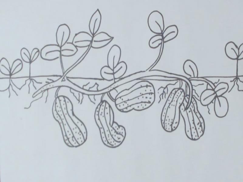 简笔画创意花生好玩有趣