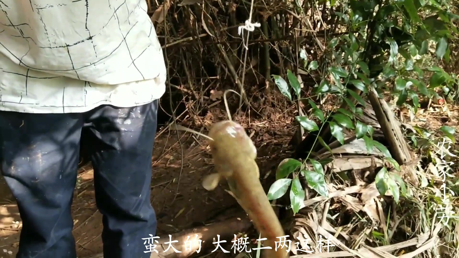 放了5把鱼钩就收获了一条黄骨鱼和一条鲶鱼,真羡慕