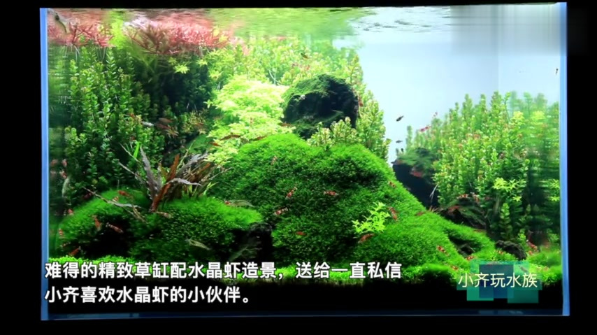 难得的精致草缸配水晶虾造景