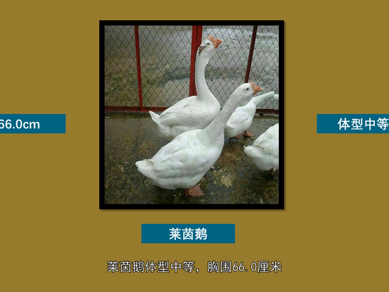 莱茵鹅:莱茵鹅原产于德国的莱茵河流域
