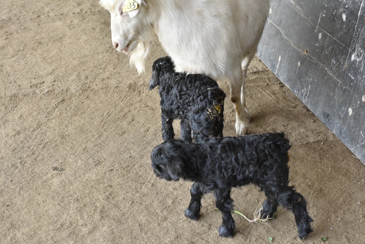 畜牧兽医专业就业前景分析：未来发展趋势与热门职业