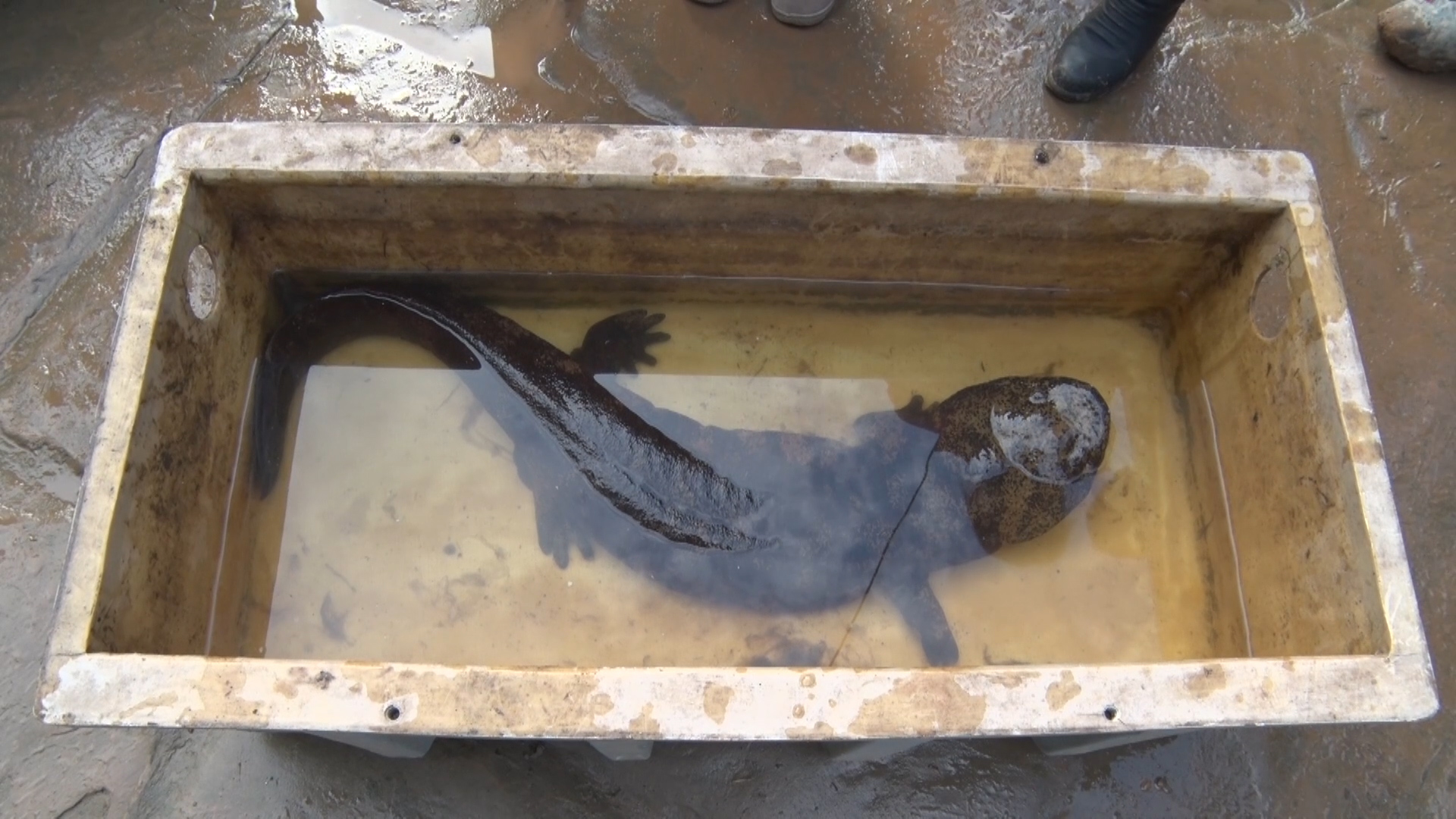 长1.1米重16.6斤!护河员发现当地最大野生娃娃鱼