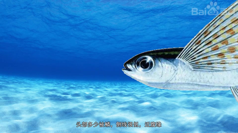 白鳍须唇飞鱼