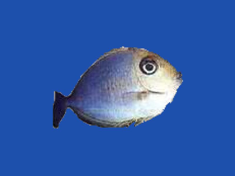 「秒懂百科」原来洛氏角吊长这样