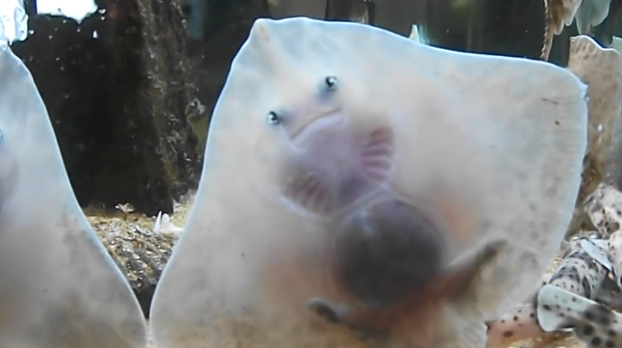 最可爱的鱼,竟还长着一副微笑脸,网友:太萌了吧!