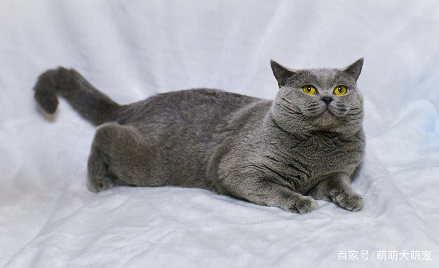 英国短毛猫,四个优点,尤其最后一点腰肥腿粗好