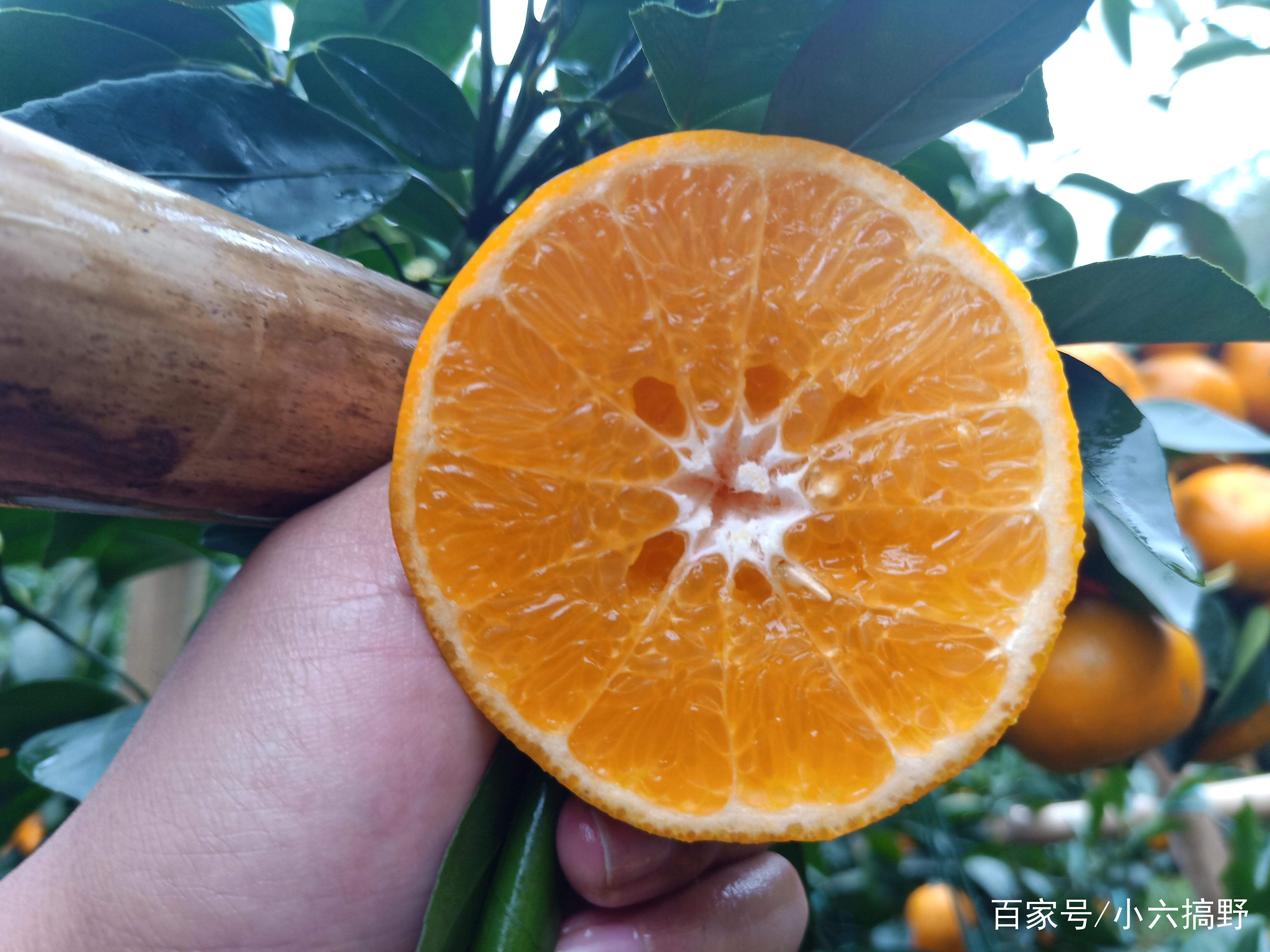 柑橘中的一匹黑马--沃柑，已成为家里的水果新宠