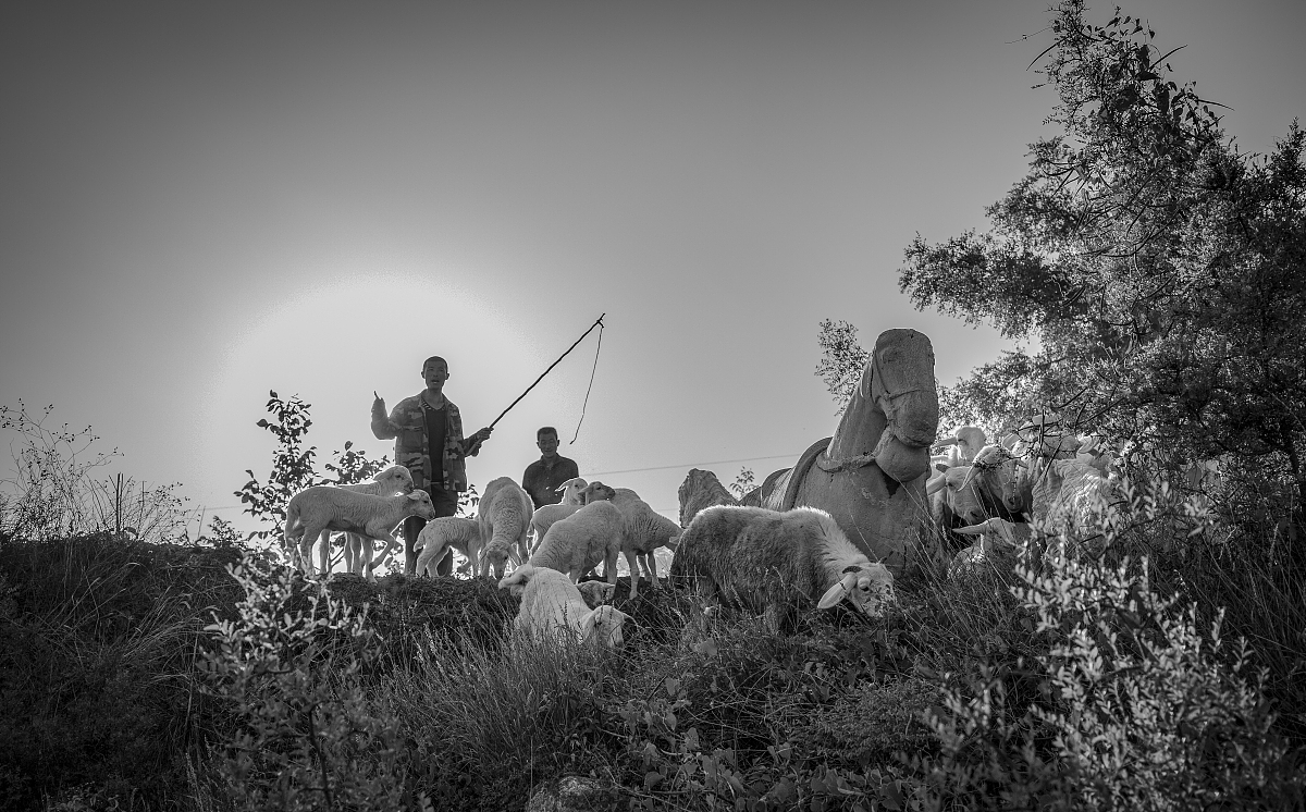 以石为师：从坚韧、沉稳和耐心中汲取力量