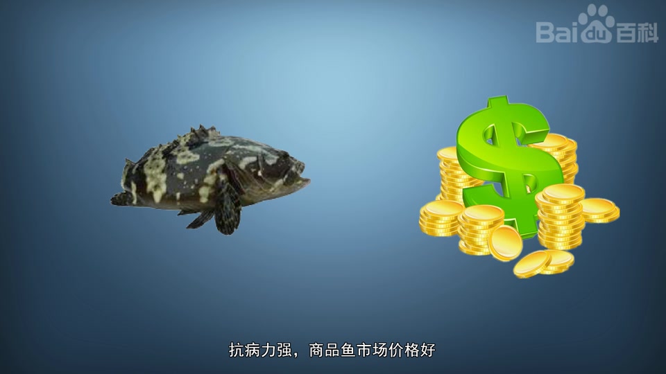 珍珠龙胆石斑鱼