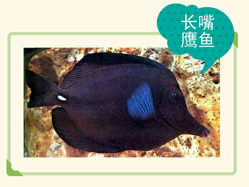 原来这就是长嘴倒吊鱼