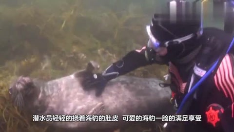 潜水员在海底发现了被人称为“美人鱼”的儒艮,可是真相让人心疼