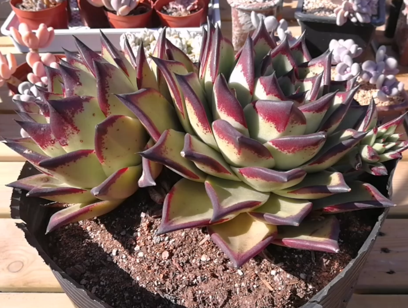 乌木真的是多肉植物里最霸气的,没有之一!