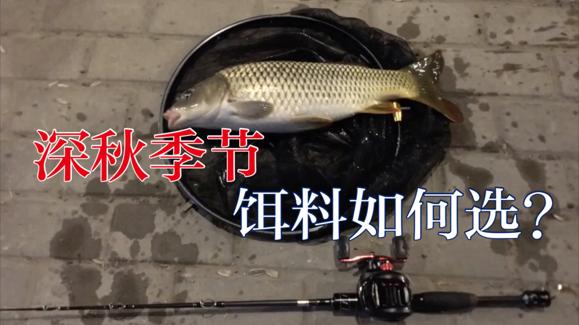 深秋季节,野生大鱼最爱吃什么饵料,选对了你也能钓到!
