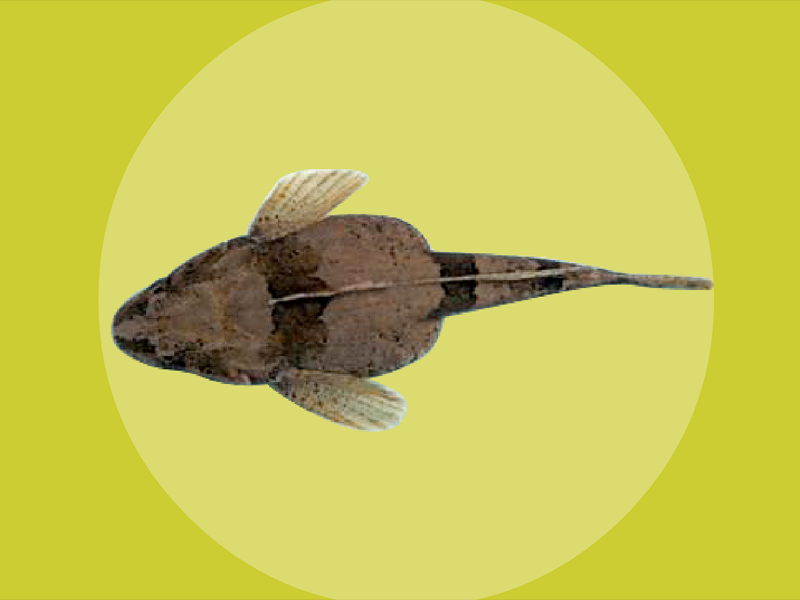 原来极地拟杜父鱼长这样