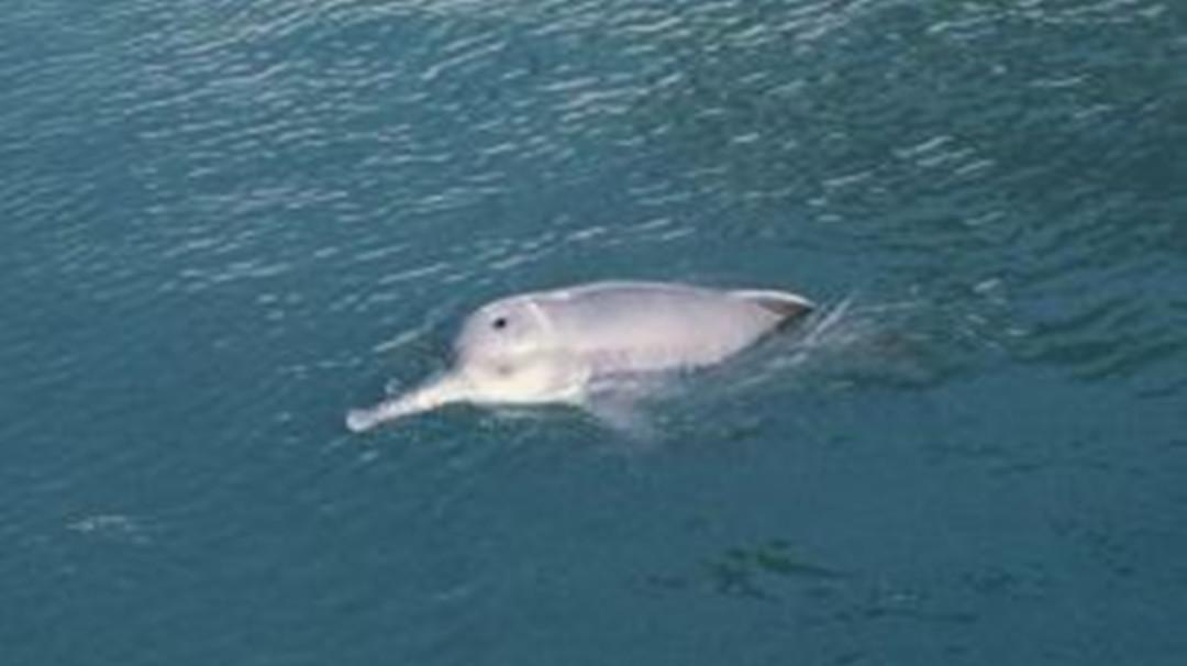 一分钟了解白鳍豚