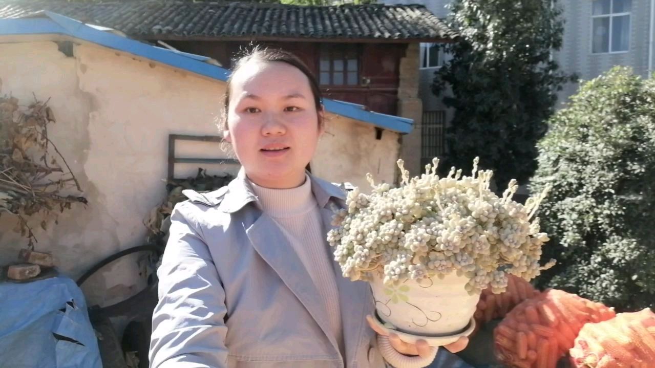最容易爆盆的多肉姬秋丽,两年前的3 颗小苗,现在单手都抬不动