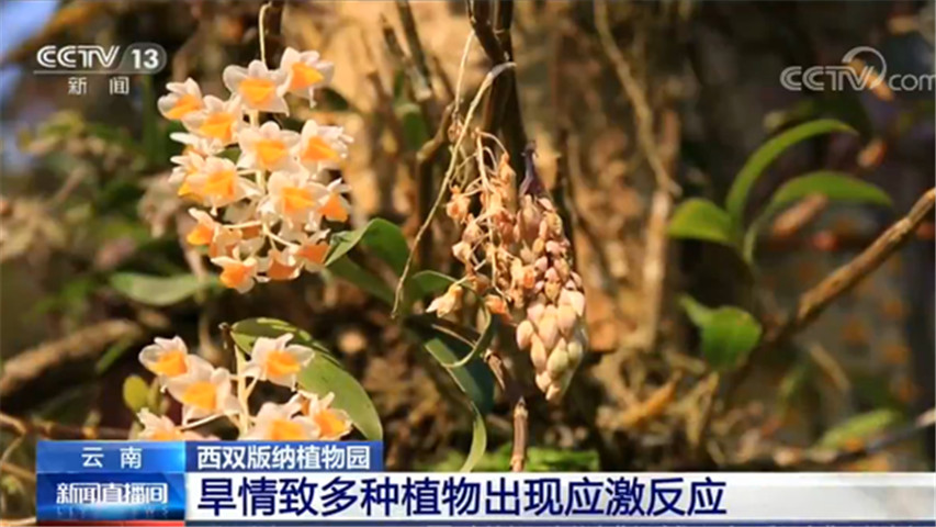 大麻的外形和性别——从零单种(2)