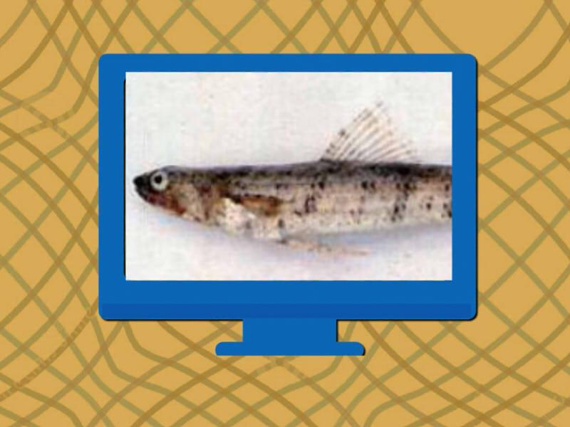 原来双斑狗母长这样