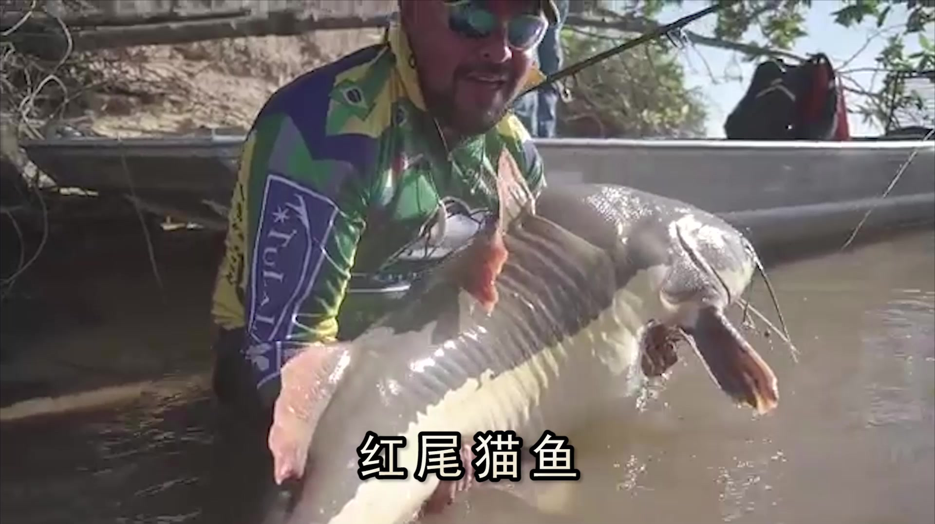 钓手钓到巨骨舌鱼、红尾猫鱼,算是亚马逊的大型鱼类了