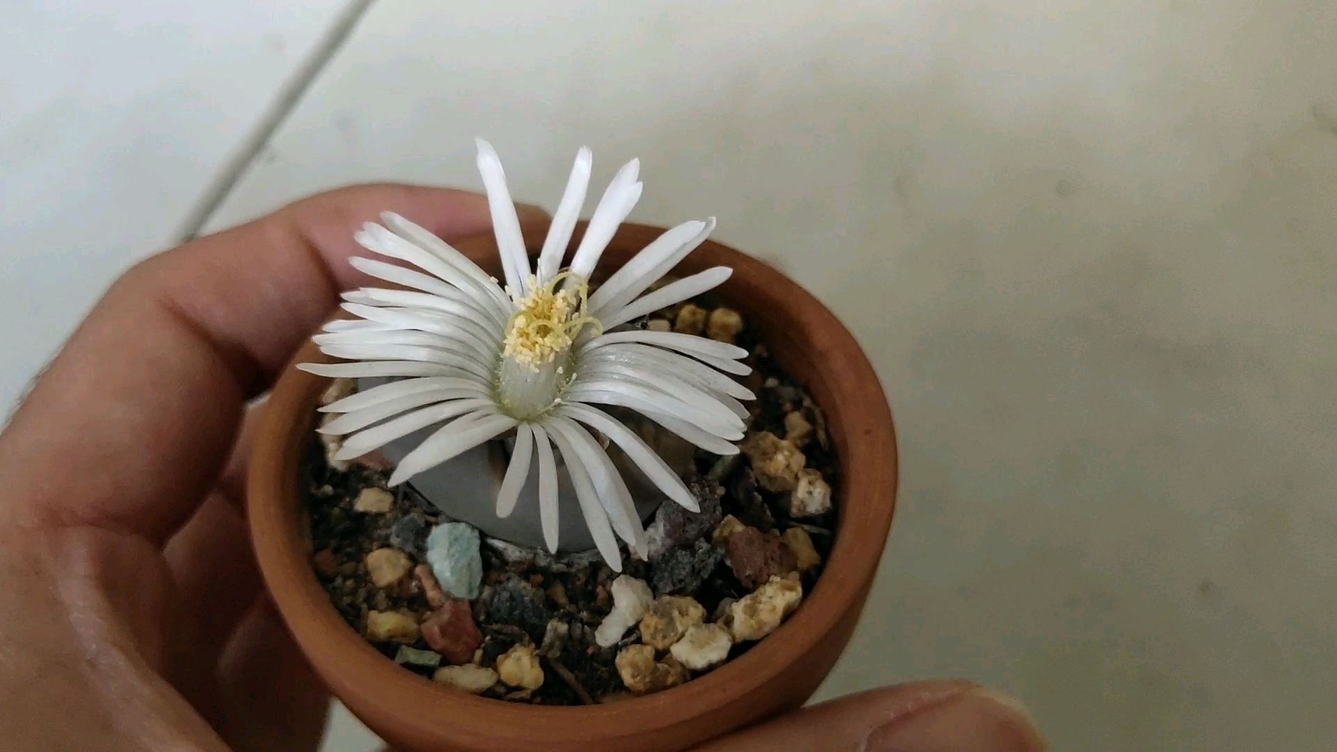 屁股花也算多肉植物吗?开花和仙人掌一样,授粉后明年播种