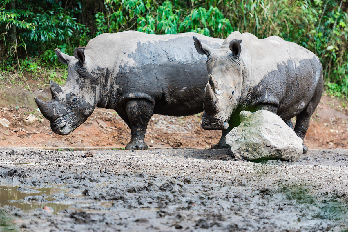 小熊猫的夜间守卫：一个有趣的中国式睡前故事
