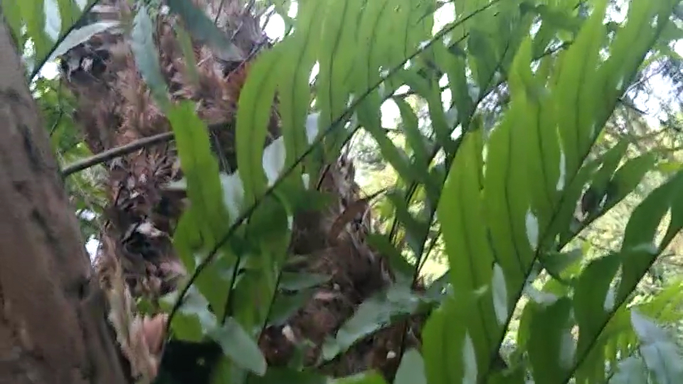 此物寄生于树上,有多少朋友认识是何物的?它有何功效呢?