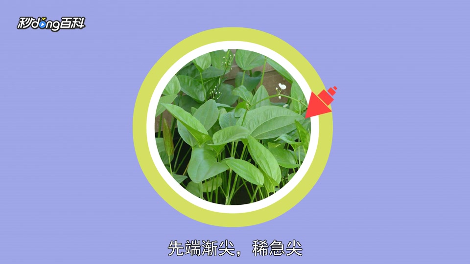 原来泽泻长这样