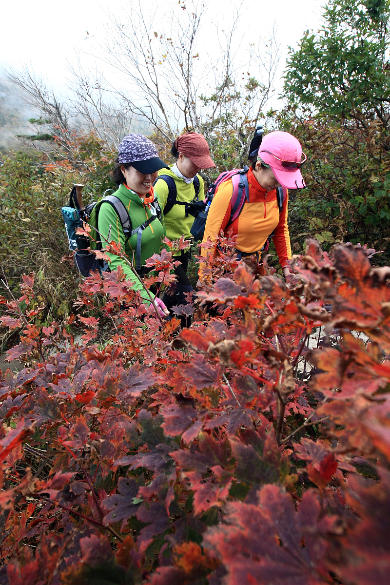 当地时间2012年9月25日,韩国雪岳山大青峰山路上出现今年第一丛红叶,
