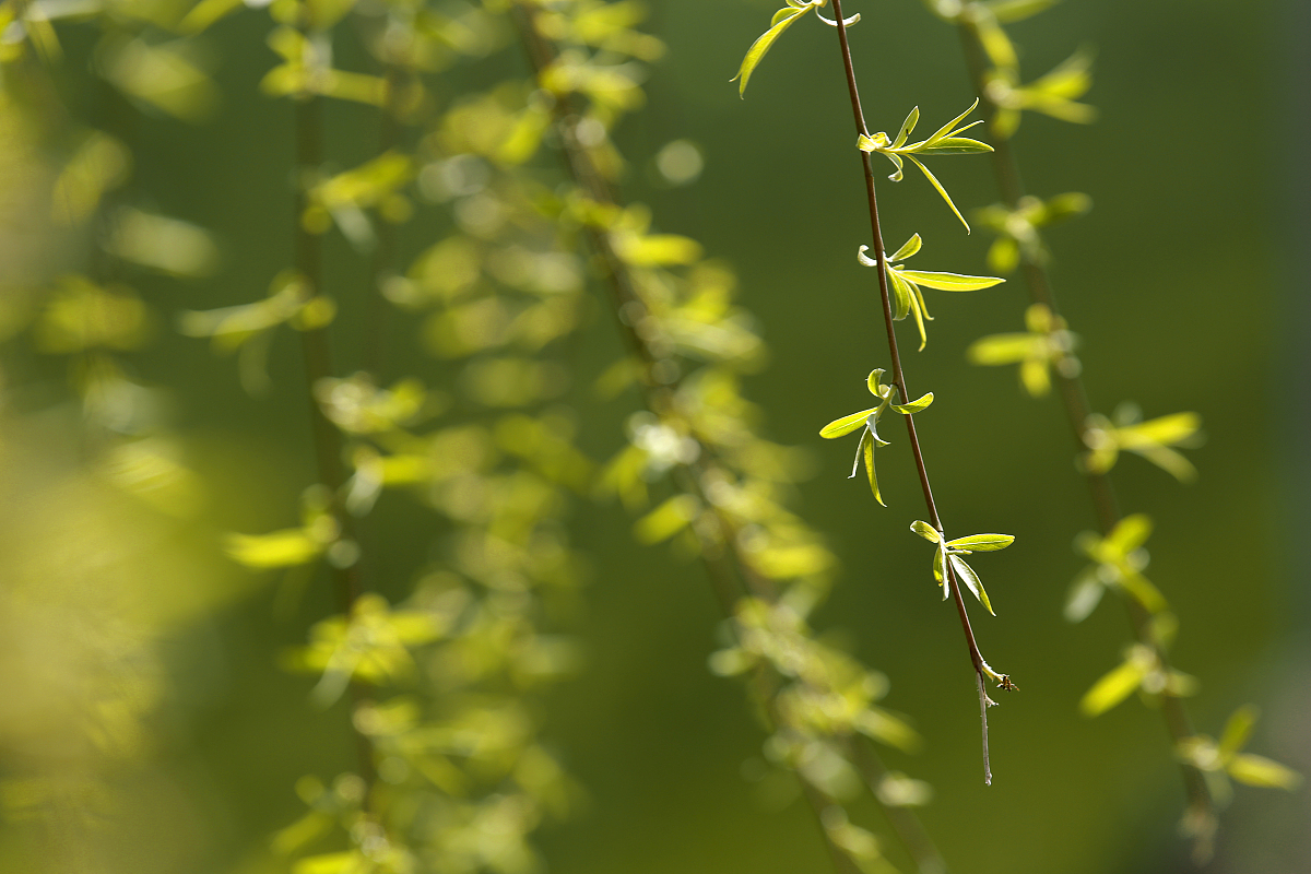 帮我写首诗吧关于春天的诗句