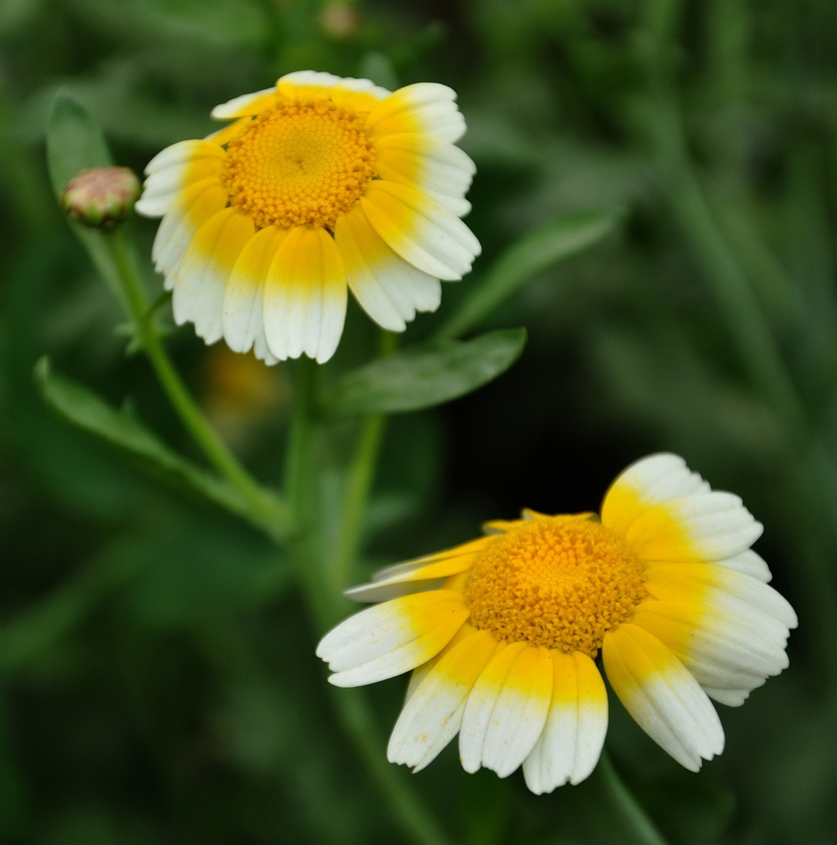 ***_***2010年3月27日,江西遂川,美丽的<strong>茼</strong>稾花.